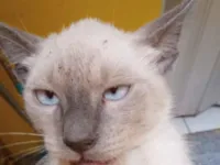 Gato raça Siamês idade 2 a 6 meses nome Atena