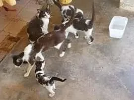 Gato raça SRD-ViraLata idade 2 a 6 meses nome Sansara