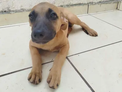 Cachorro raça SRD-ViraLata idade 2 a 6 meses nome Manguinha 