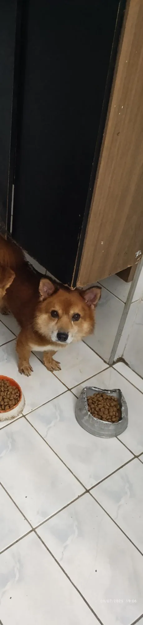 Cachorro raça SRD-ViraLata idade 4 anos nome Alvin 