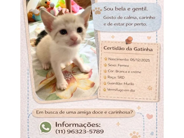 Gato raça SRD-ViraLata idade Abaixo de 2 meses nome Sem nome 