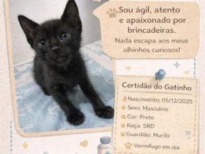 Gato raça SRD-ViraLata idade Abaixo de 2 meses nome Sem nome