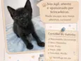 Gato raça SRD-ViraLata idade Abaixo de 2 meses nome Sem nome