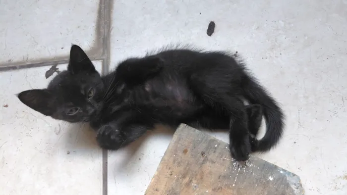 Gato raça SRD-ViraLata idade Abaixo de 2 meses nome Sem nome