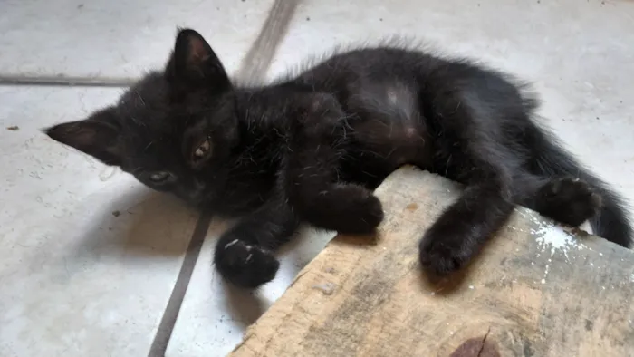 Gato raça SRD-ViraLata idade Abaixo de 2 meses nome Sem nome