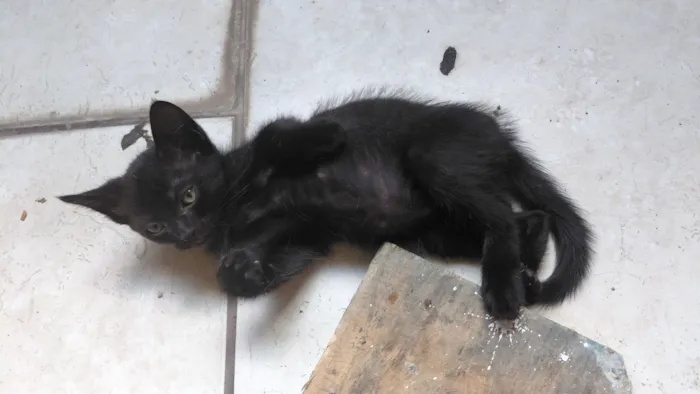 Gato raça SRD-ViraLata idade Abaixo de 2 meses nome Sem nome