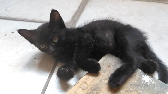Gato raça SRD-ViraLata idade Abaixo de 2 meses nome Sem nome