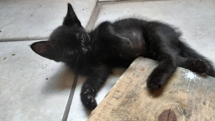Gato raça SRD-ViraLata idade Abaixo de 2 meses nome Sem nome