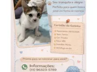 Gato raça SRD-ViraLata idade Abaixo de 2 meses nome Sem nome Tricolor