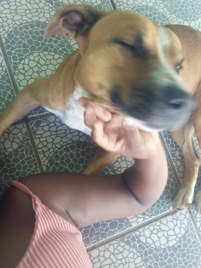 Cachorro raça Pit-Bull idade 5 anos nome Zoe