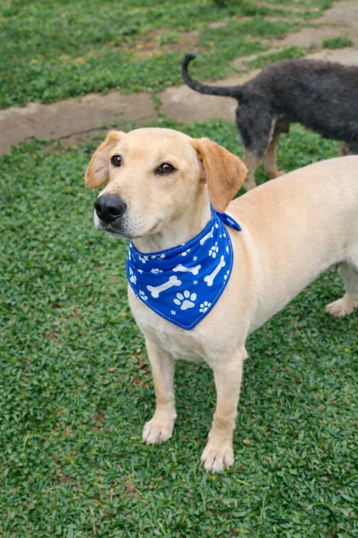 Cachorro raça SRD-ViraLata idade 4 anos nome Basílio