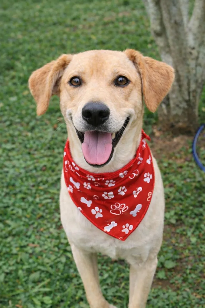 Cachorro raça SRD-ViraLata idade 4 anos nome Basílio