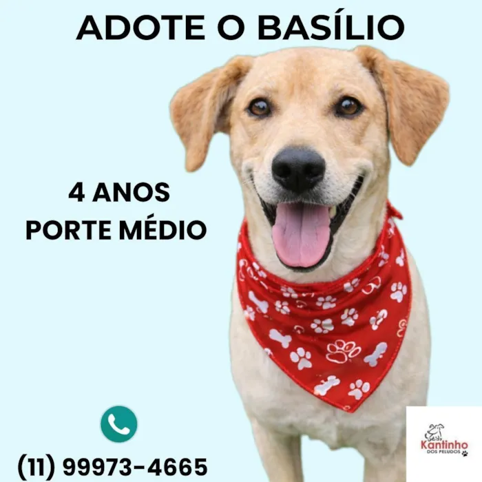 Cachorro raça SRD-ViraLata idade 4 anos nome Basílio