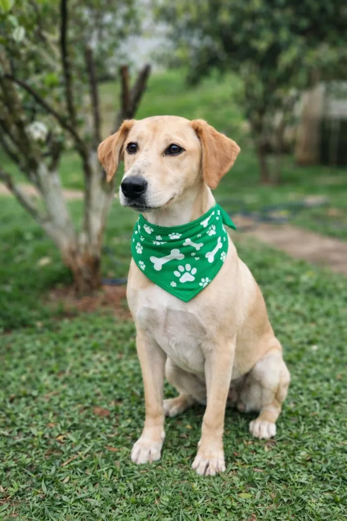 Cachorro raça SRD-ViraLata idade 4 anos nome Basílio