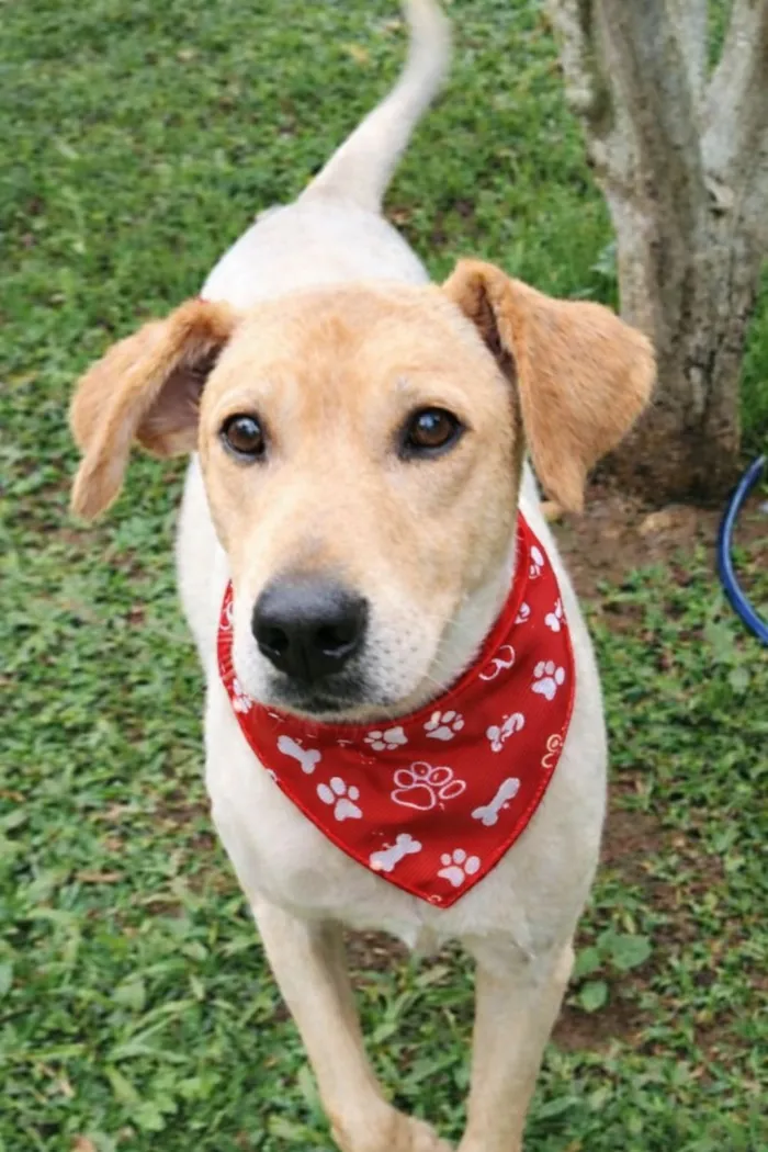 Cachorro raça SRD-ViraLata idade 4 anos nome Basílio