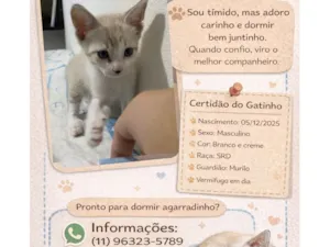 Gato raça SRD-ViraLata idade Abaixo de 2 meses nome Sem nome