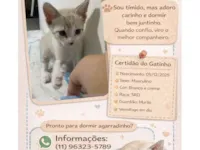 Gato raça SRD-ViraLata idade Abaixo de 2 meses nome Sem nome