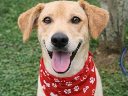 Cachorro raça SRD-ViraLata idade 4 anos nome Basílio