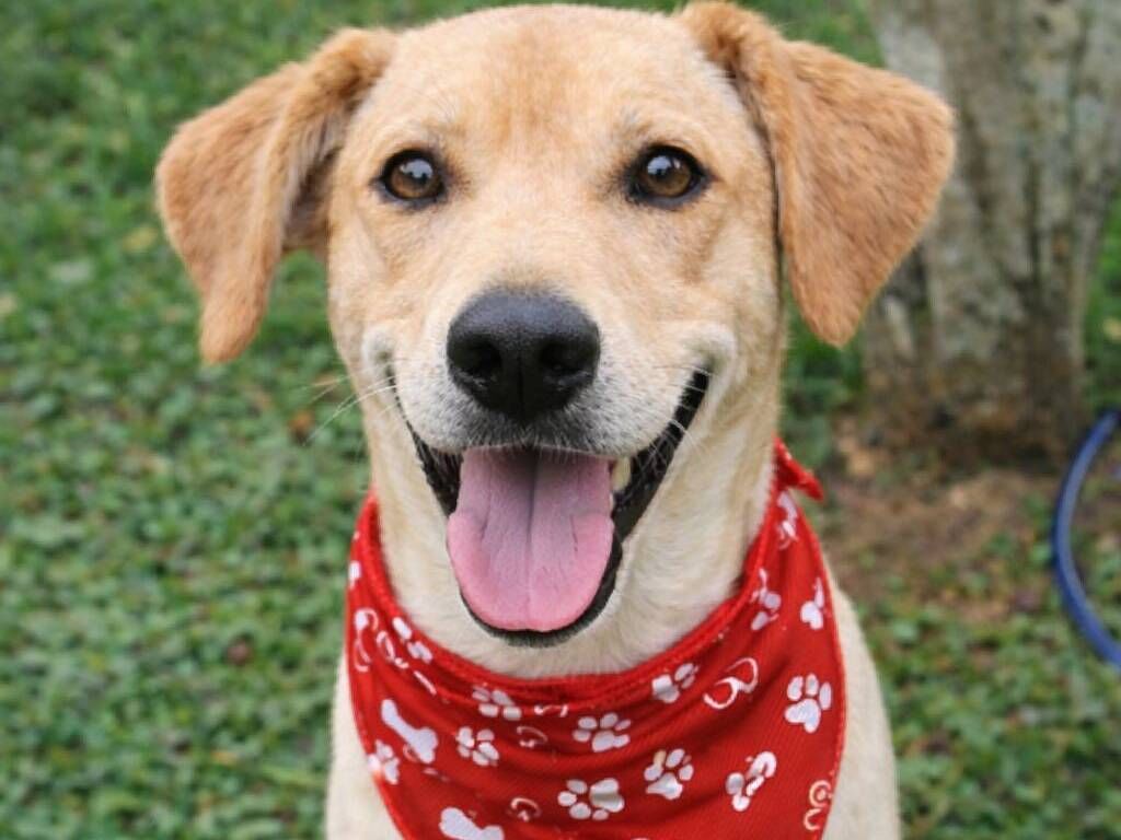 Cachorro raça SRD-ViraLata idade 4 anos nome Basílio