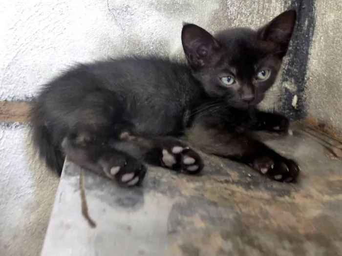 Gato raça SRD-ViraLata idade Abaixo de 2 meses nome Sem nome