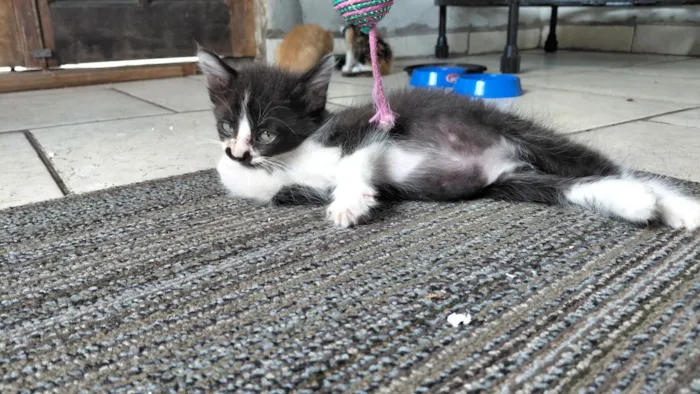 Gato raça SRD-ViraLata idade Abaixo de 2 meses nome Bigode 