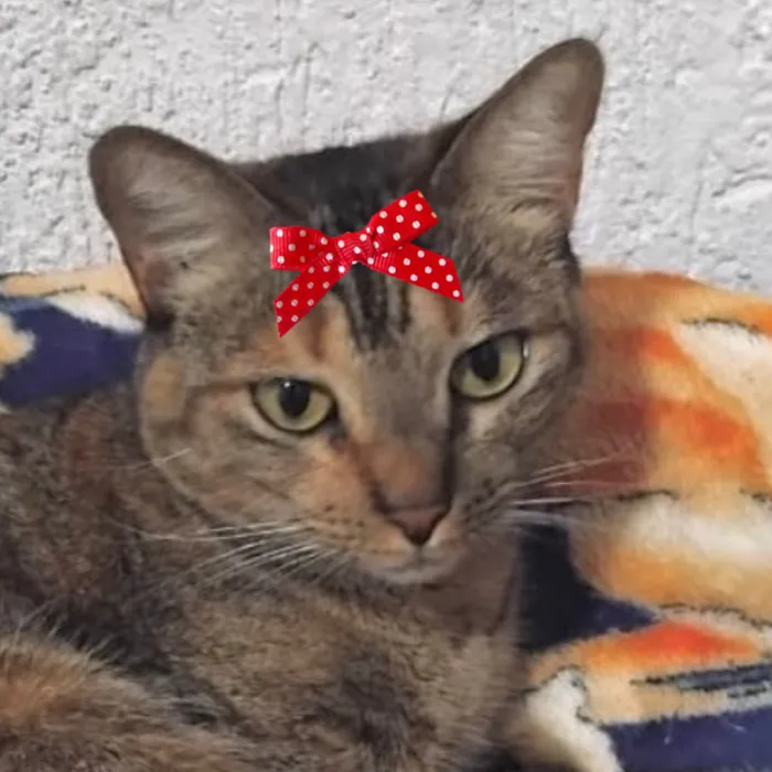 Gato raça SRD-ViraLata idade 2 anos nome Susan 