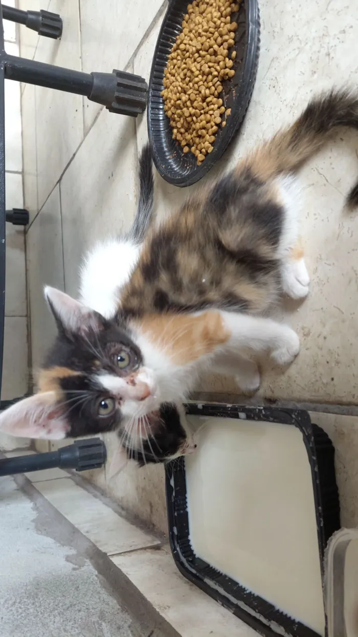 Gato raça SRD-ViraLata idade Abaixo de 2 meses nome Sem nome