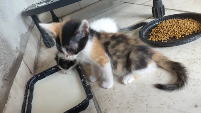 Gato raça SRD-ViraLata idade Abaixo de 2 meses nome Sem nome