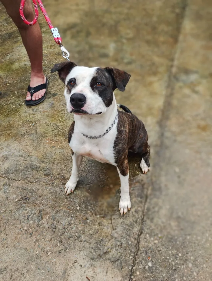 Cachorro raça Pit-Bull idade 1 ano nome Zara