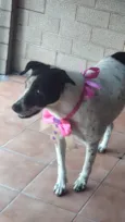 Cachorro raça SRD-ViraLata idade 2 anos nome MARIA