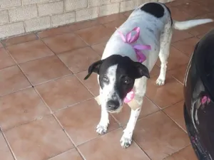 Cachorro raça SRD-ViraLata idade 2 anos nome MARIA
