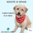 Cachorro raça SRD-ViraLata idade 1 ano nome Spaik