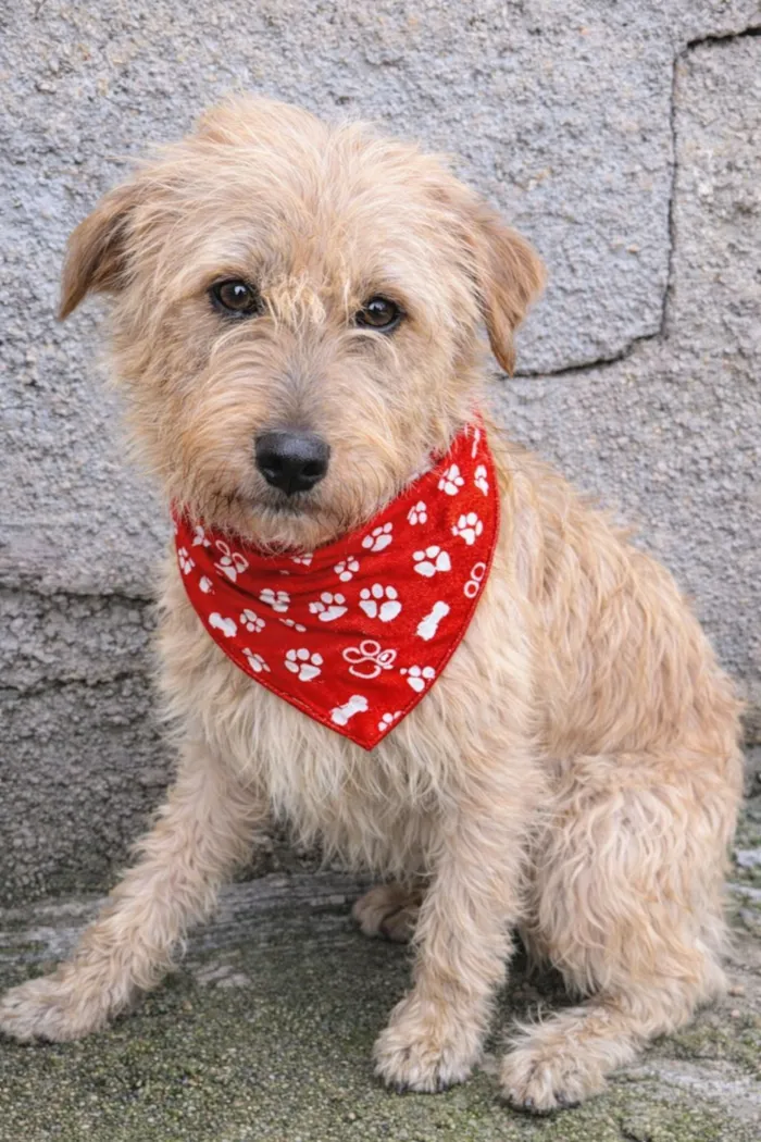 Cachorro raça SRD-ViraLata idade 1 ano nome Spaik