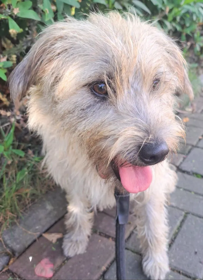 Cachorro raça SRD-ViraLata idade 1 ano nome Spaik