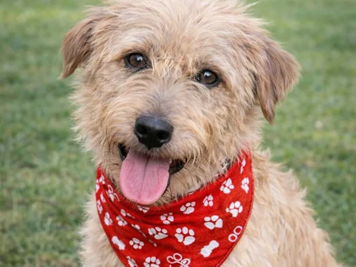 Cachorro raça SRD-ViraLata idade 1 ano nome Spaik