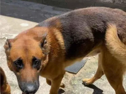 Cachorro raça Pastor Alemão idade 5 anos nome Zeus