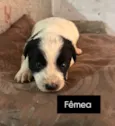 Cachorro raça SRD-ViraLata idade 2 a 6 meses nome Fofinhos precisando de uma família 