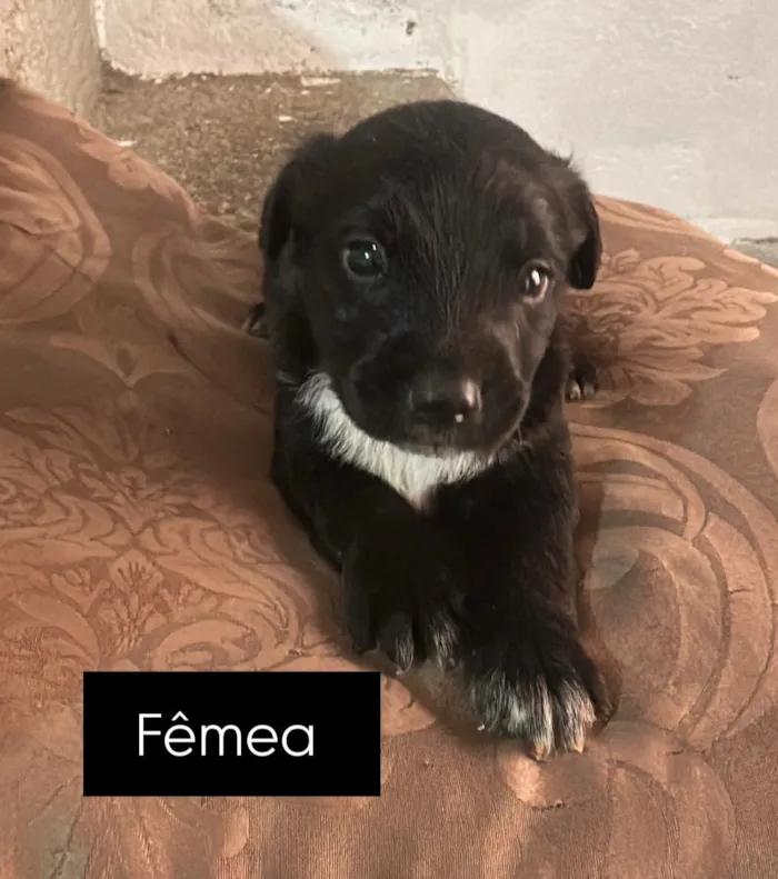 Cachorro raça SRD-ViraLata idade 2 a 6 meses nome Fofinhos precisando de uma família 