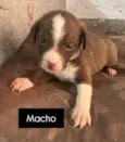 Cachorro raça SRD-ViraLata idade 2 a 6 meses nome Fofinhos precisando de uma família 