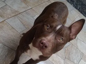 Cachorro raça Pit-Bull idade 2 anos nome Lion