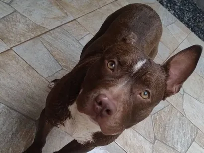 Cachorro raça Pit-Bull idade 2 anos nome Lion