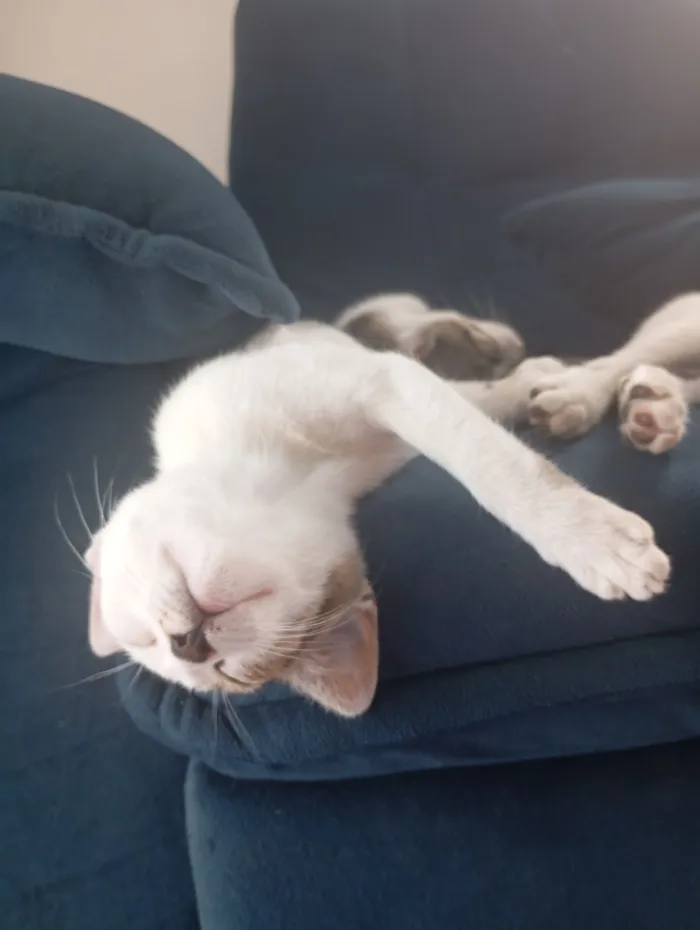 Gato raça SRD-ViraLata idade 2 a 6 meses nome Gamora