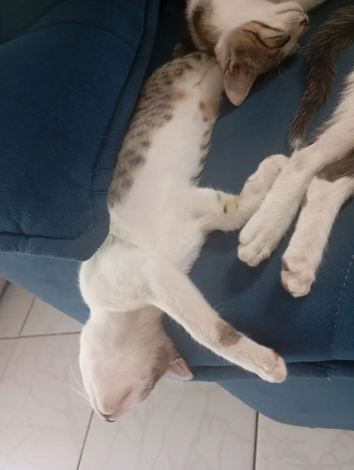Gato raça SRD-ViraLata idade 2 a 6 meses nome Gamora