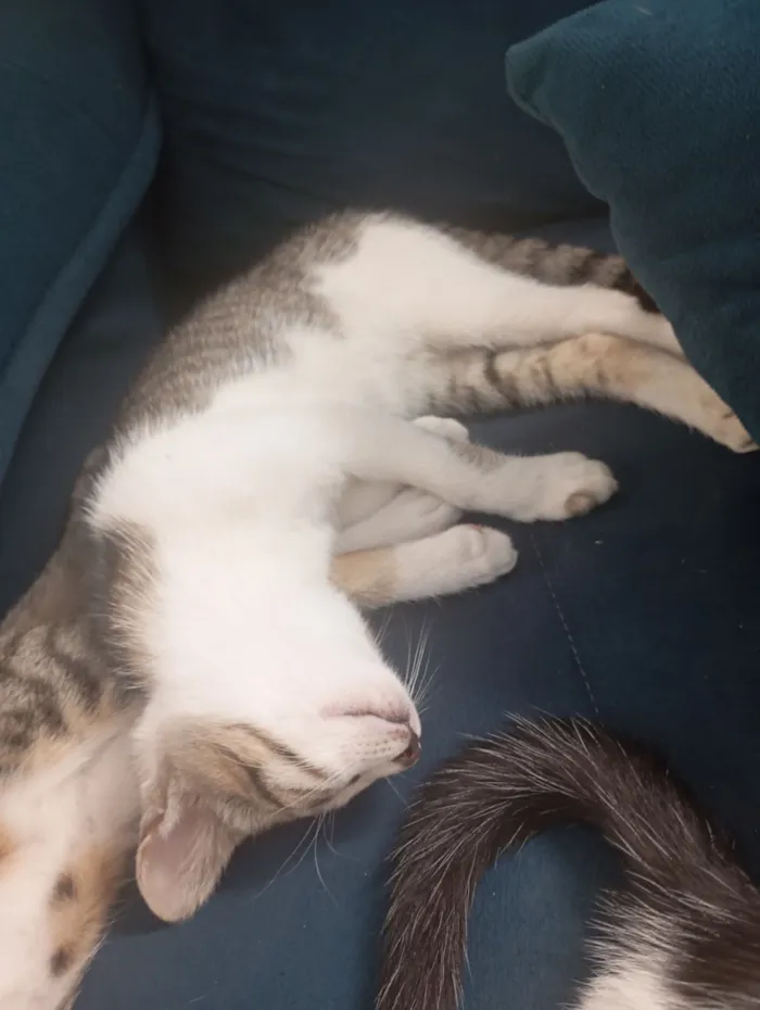 Gato raça SRD-ViraLata idade 2 a 6 meses nome Amora