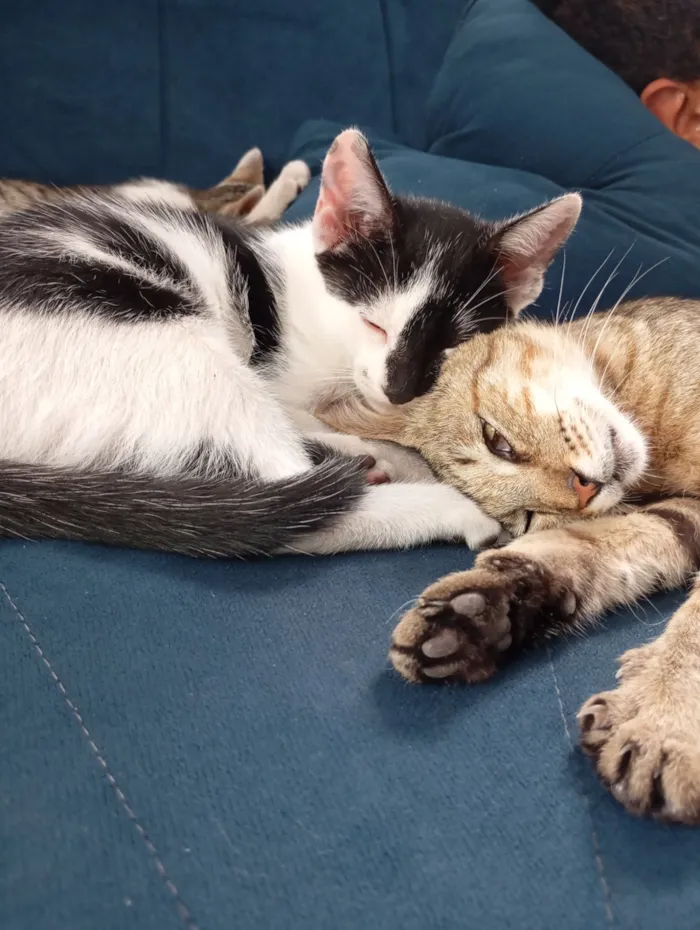 Gato raça SRD-ViraLata idade 2 a 6 meses nome Frajola