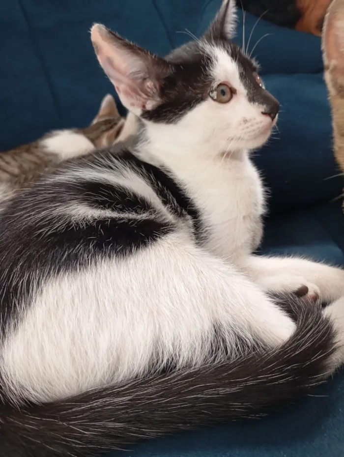 Gato raça SRD-ViraLata idade 2 a 6 meses nome Frajola