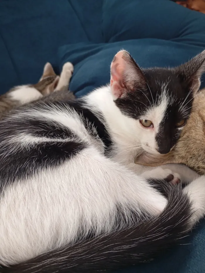 Gato raça SRD-ViraLata idade 2 a 6 meses nome Frajola