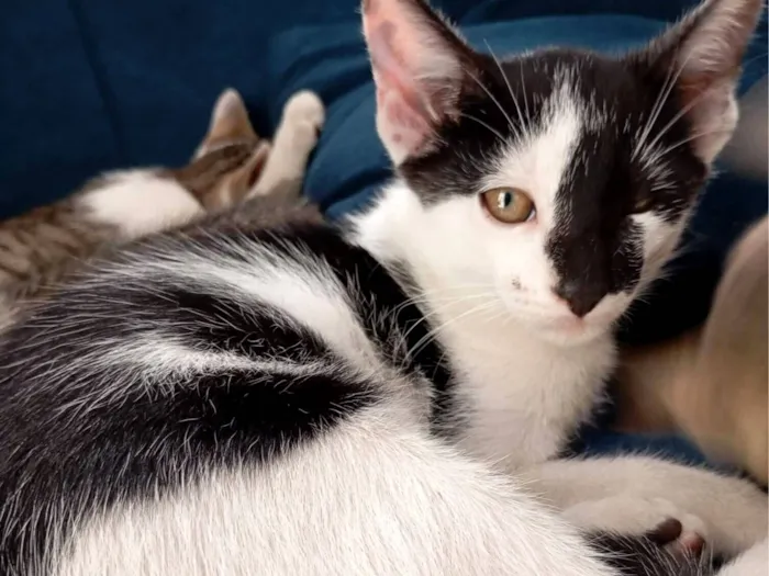 Gato raça SRD-ViraLata idade 2 a 6 meses nome Frajola