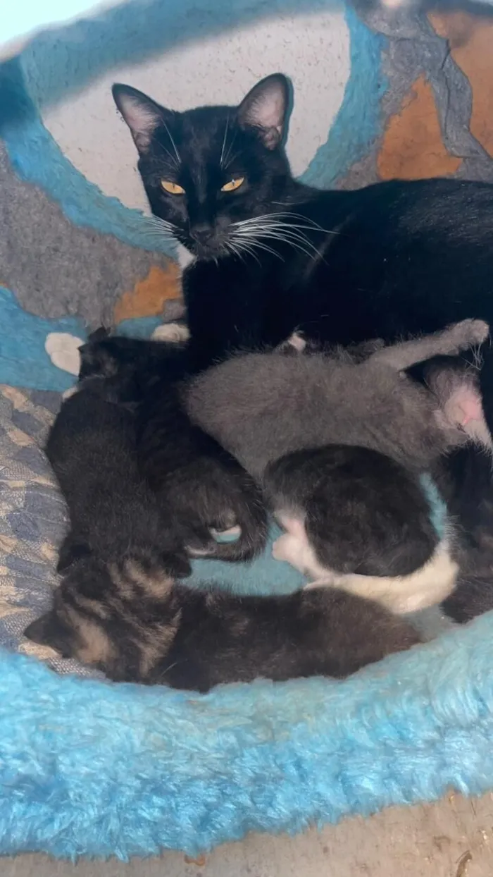 Gato raça SRD-ViraLata idade 1 ano nome Fuligem 