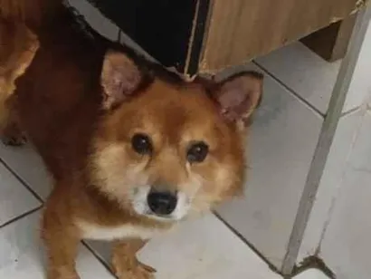 Cachorro raça SRD-ViraLata idade 4 anos nome Alvin 